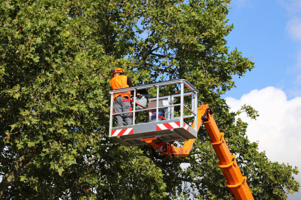 Best Tree Risk Assessment  in Dallas, NC