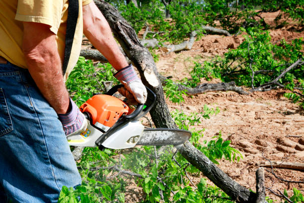 Professional Tree Care  in Dallas, NC